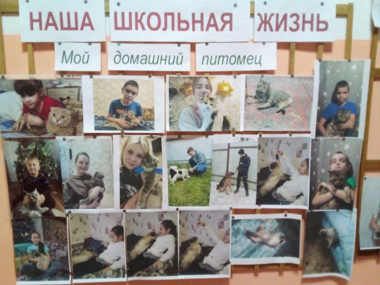Школьный этап конкурса "Мой домашний питомец" Школьный этап конкурса "Мой домашний питомец".
